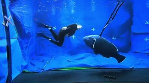 A fascinating look behind the scenes at the creature making process from Arena Media Australia and Creature Technology Company. #bluebackfilm is in Oz cinemas now! | Creature Technology Company