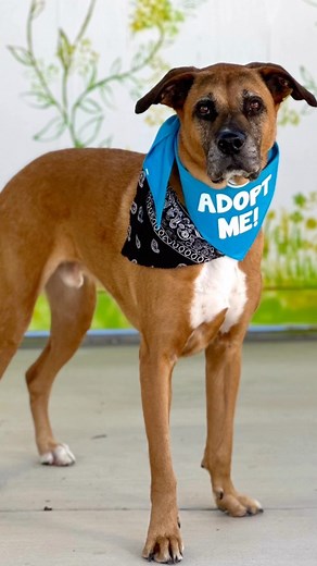 1K views · 106 reactions | Enjoy watching our darling boy Hank having...