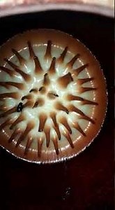 BUNGA RAFFLESIA ARNOLDI || BUNGA BANGKAI