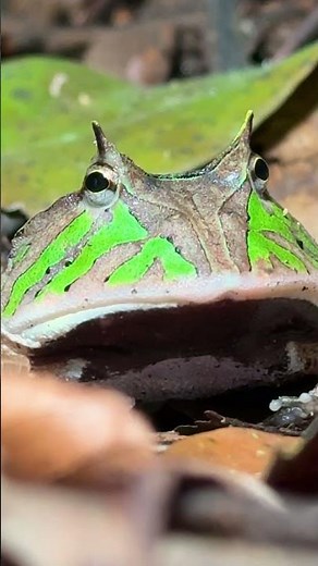 We found the PACMAN FROG! 🐸👾