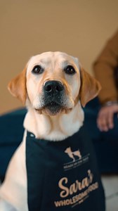 13 reactions | Looks healthy, feels healthy: that's the power of right nutrition!  李 0% Preservatives or Fillers 李 100% Natural Ingredients 李 1000% Love Sara's Wholesome Food is the best dog food we have made! 李 | Heads Up For Tails | Facebook