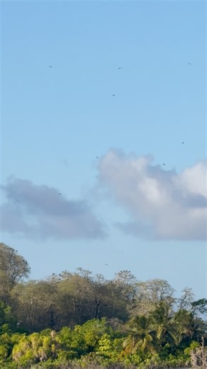 Hithaidhooo, the frigate bird island | Aalu Heskiyaaha