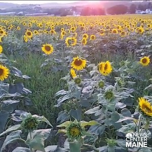 This sunflower sunset in Mapleton makes us feel bad for everyone who doesn't live in Maine. 📷: Crown of Maine | NEWS CENTER Maine
