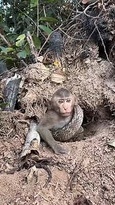 Baby monkey vs snake 🐍 | Geeworld