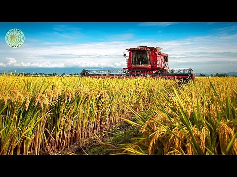 How Thai Farmers Harvest and Process Millions of Tons of Rice Each Year | Farming Documentary