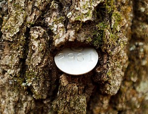 Long-term monitoring of forest ecosystems — Tyson Research Center