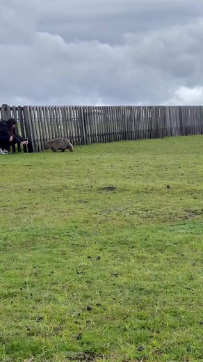 Discover Wombat Size: Facts and Fun