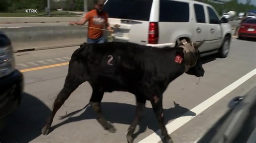 Loose cattle tie up traffic on Texas highway