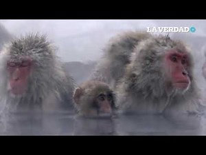 El mono de las nieves o macaco japonés es un primate bien adaptado a climas fríos.