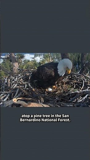 Big Bear Valley's Bald Eagle Couple Welcome a New Egg