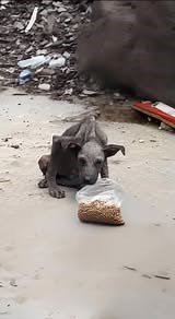 In the heart of a garbage dump, a tiny dog searched for food—cold, shaking, and completely alone. 💔🐾 👉 Find out what happened next in the first comment 👇👇 #DogLoversUSA #AdoptDontShop #RescueDogsOfAmerica #ForeverHome #DogRescueLove #FurFamily #HopeForPaws #RescueMission | Hearts That Rescue