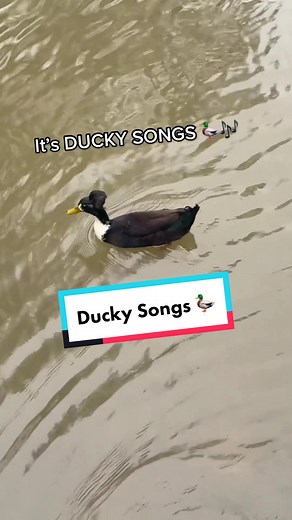 Ducky Songs: A Musical Ode to Ducks