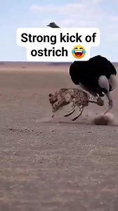 Strong kick #ostrich | Rachel Erlano