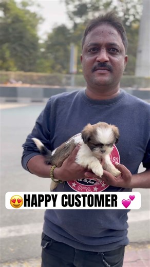 😍SHIHTZU FEMALE 🐶 PUPPY SOLD OUT🥰 #happycustomer THANK YOU FOR TRUSTING US🙏 #happypup #puppy