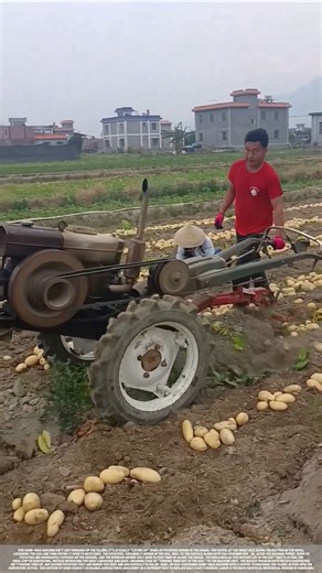 Hand-held tractor digging potatoes