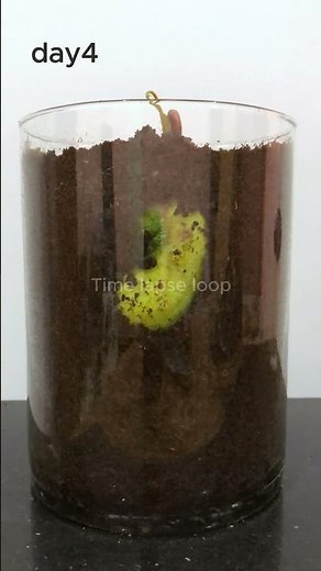 Growing a Mango from Seed in Just 18 Seconds! (33-Days Time-Lapse)