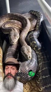What does it look like when snakes are making eggs?