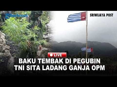 🔴Baku Tembak di Pegubin, Pasukan Elit Raider TNI Bongkar Ladang Ganja OPM, 2 Anggota Ditangkap