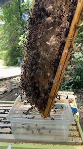 6.2K views · 33 reactions | To check varroa levels, we first collect nurse bees from a brood frame.These bees spend the most time with developing brood—right where mites reproduce.We gently shake them into a container, transfer them to a jar,and use this sample to run a mite wash.Knowing your mite load helps you make informed, timely management decisions—for the health of the whole hive. | Nooga Honey Pot | Facebook