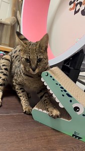 F1 Khaleesi loves her scratching posts 😻 . . . #savannahcat #f1savannah #sillycat | Savannah Seattle
