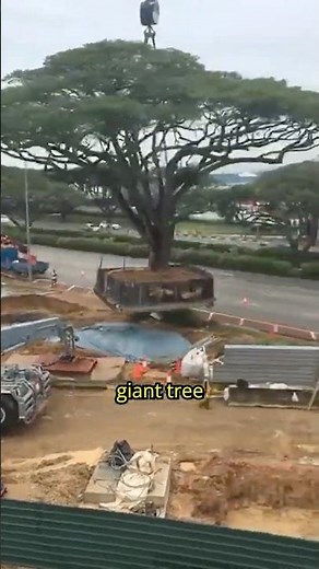 This Machine MOVES Whole Trees! 🌳🚜 #TreeTransplanter