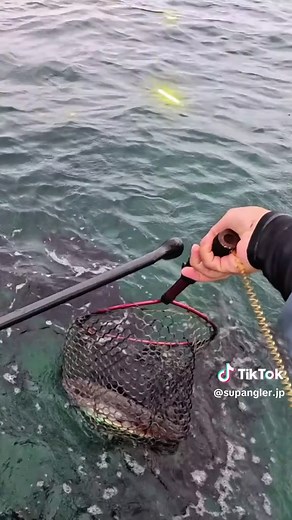 コウイカとザリガニの釣り方完全ガイド