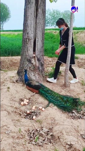 🦚 Rare Peacock Moments in India | Beautiful Peacock Video