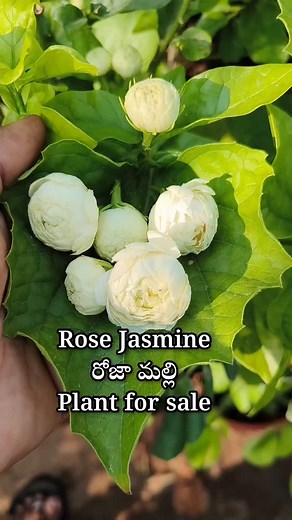 9.7K views · 604 reactions | All types of seeds plants and fertilizers for sale 8985771190 WhatsApp message . . . #royalgardenkumari #plants #gardens #plantsofinstagram #flowerphotography #gardening #reelsinstagram #telugu #gardentips #viralreeĺs #ᴇxᴘʟᴏʀᴇʀᴇᴇʟs #ᴇxᴘʟᴏʀᴇᴘᴀɢᴇ #ᴇxᴘʟᴏʀᴇᴍᴏʀᴇ | Kumari Sarath Putta | Facebook