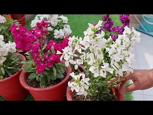 How to Grow and Care Stock Flower Plants.