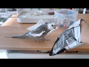 Hilarious Cockatiel Comedy: Cute Bird's Funniest Moments Caught on Camera!