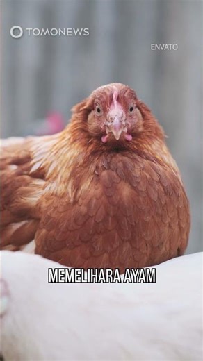Ayam Kini Jadi Hewan Peliharaan Terpopuler di Cina #shorts