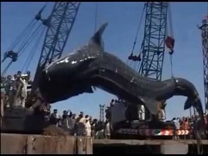 Giant creature 【見てはいけない】巨大生物の映像を集めてみた。