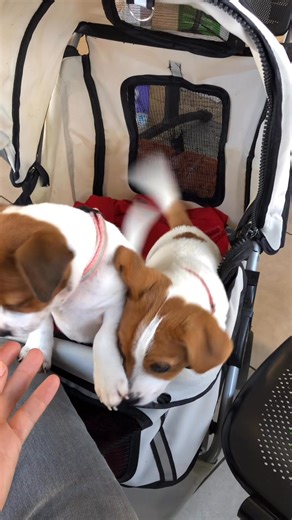 45K views · 2.5K reactions | C’est bien des chiots de Tanita, même chez le véto on remue tout le temps la queue 殺 | Jack russell de Capsil | Facebook