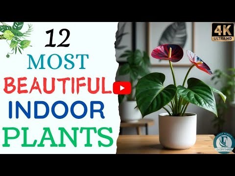 12 Most Beautiful Indoor Plants You Need to Add to Your Home! | Everything About Plants.