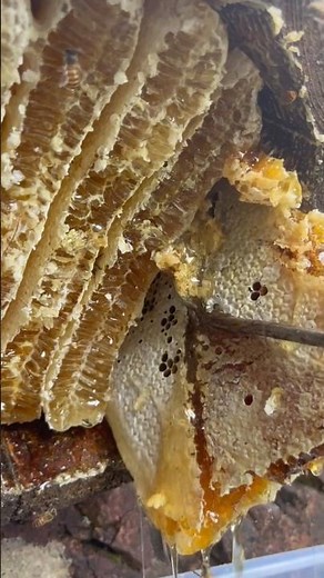 Harvesting Juicy Honeycomb from a Traditional Wooden Bucket Hive 👀