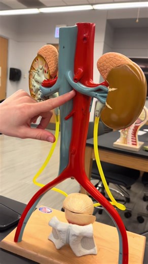 AnatomyAtNPU on TikTok