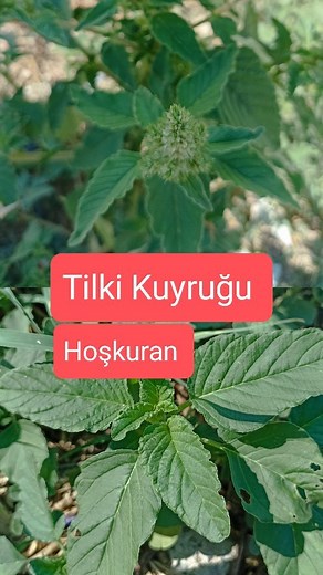 56K views · 1K reactions | Tilki Kuyruğu, Hoşkuran, Amaranthus...