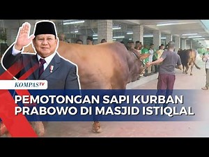 Penyembelihan Sapi Prabowo-Gibran di Istiqlal, Daging Kurban Dihidangkan untuk 2.000 Anak Yatim
