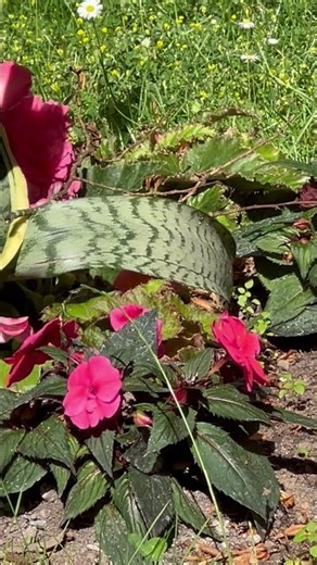The Ultimate Survivor Plant: Snake Plant Outdoors! 🌿✨