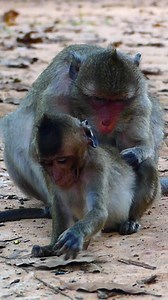 Heartwarming Monkey Grooming Scene in the Wild Forest: Discover the Loving Bonds and Daily Life of These Amazing Animals Living Freely and Happily Together in Their Natural Jungle Home | Naughty Primate