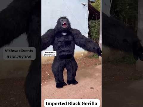 Gorilla Mascot Wholesaler, VishwasEvents, Jawaharnagar Bhandara, Black n Grey Gorilla