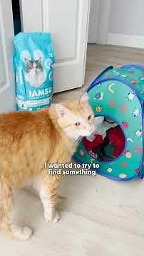 Moving Box Is This Cat's Favorite Thing Ever | The Dodo