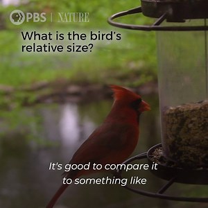 9.2K views · 32 shares | Learn how to prepare for your first birding expedition with Sheridan Alford. | Nature | PBS | Facebook