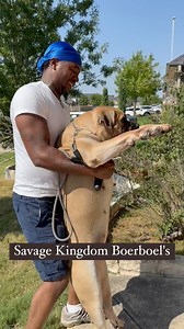 Savage Kingdom Boerboel's is the Worlds Premier home of the South African Mastiff. We Produce the Biggest Heads, Bone, and Chest in the U.S. simply the Best of the Best. For the Best Boerboel Content in the World simply Follow and tap the Notification Bell. And for any Information Please Call 8135979534 Savage Kingdom Boerboels | Savage Kingdom Boerboels