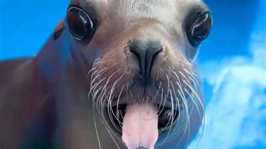 Une otarie pas contente