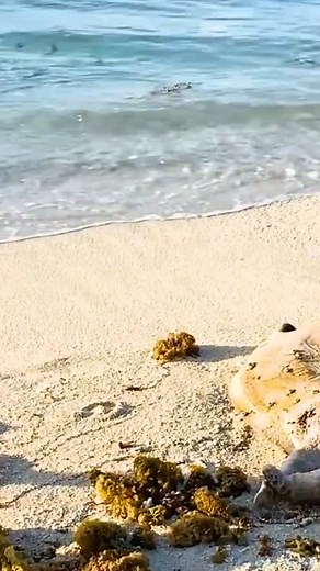 It’s a Topsy Turvey Upside Down World A turtle in a world of trouble as it finds itself upside down. Check out the full video here: https://youtu.be/IKUmTes5yPQ Subscribe for more Kindness: https://www.youtube.com/@everydayrandomactsofkindness?sub_confirmation=1 Contribute to Kindness: https://everydayrandomactsofkindness.com/donations-everyday-random-acts-of-kindness/ #kindness #animalrescue #animals #turtle | Everyday random acts of kindness | Facebook