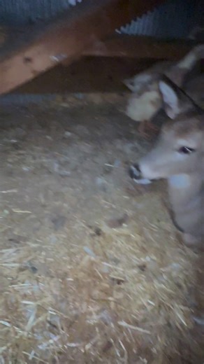 Lorry Brown on Instagram: "I went to go lock up the ducks and Benny was all tucked in tonight🥹💕 he has not wanted to sleep in there in quite a while💕 I left the door open for a bit and he came out so then I shut it, yes I would love if he wanted to be a duck his whole life but he is a buck and a growing one at that😆 I’m sure Pip was thrilled to have all his ducks home for the evening though💕💕 the last clip is Benny when he slept in there this summer💕#GoldenRetriever #deer #buck #dog #fyp 