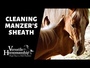 CLEANING MANZER'S SHEATH (has he dropped yet?) // Versatile Horsemanship