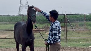 how to fix a head shy horse and easy way to horse trailer loading | Manu sharma photography