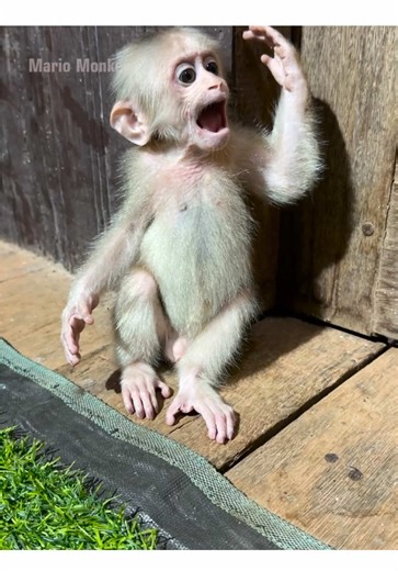 Adorable Baby Monkeys in Action
